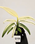 Epipremnum amplissimum variegata