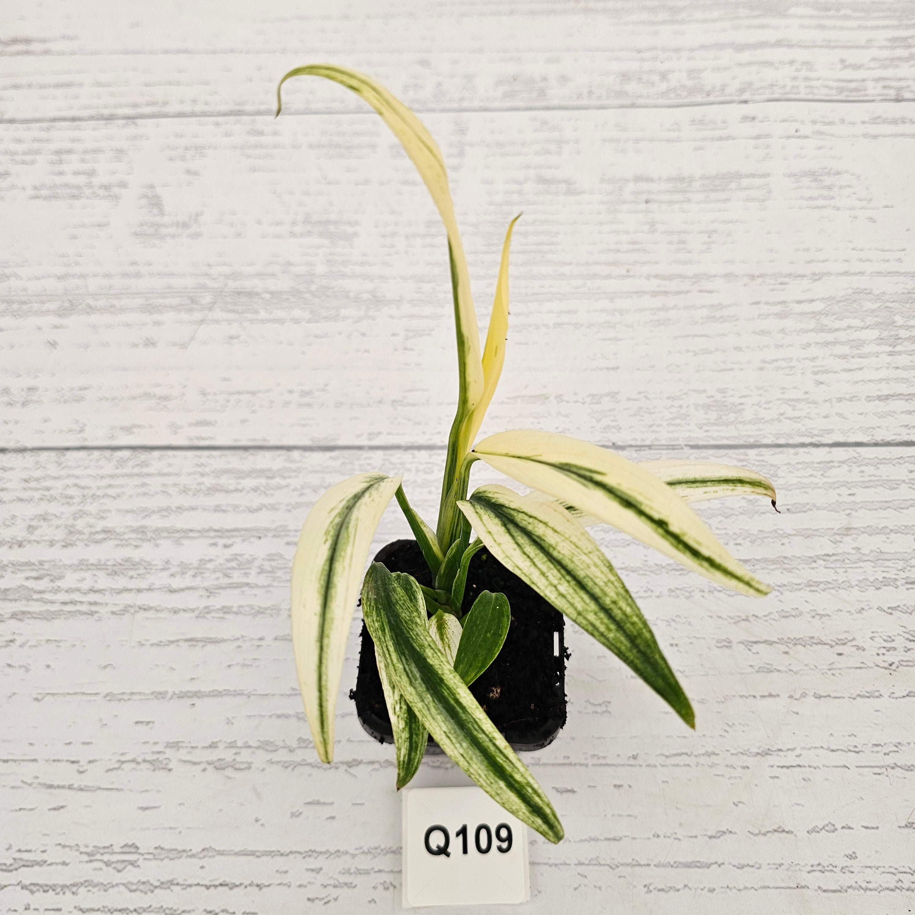 Epipremnum amplissimum variegata