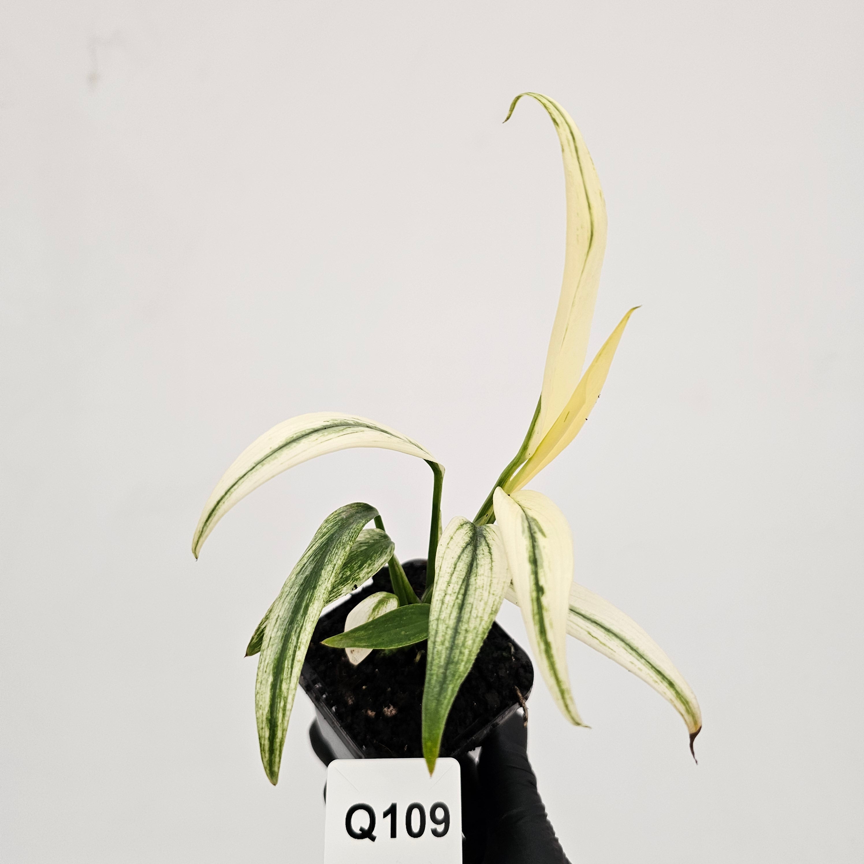 Epipremnum amplissimum variegata