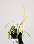 Epipremnum amplissimum variegata