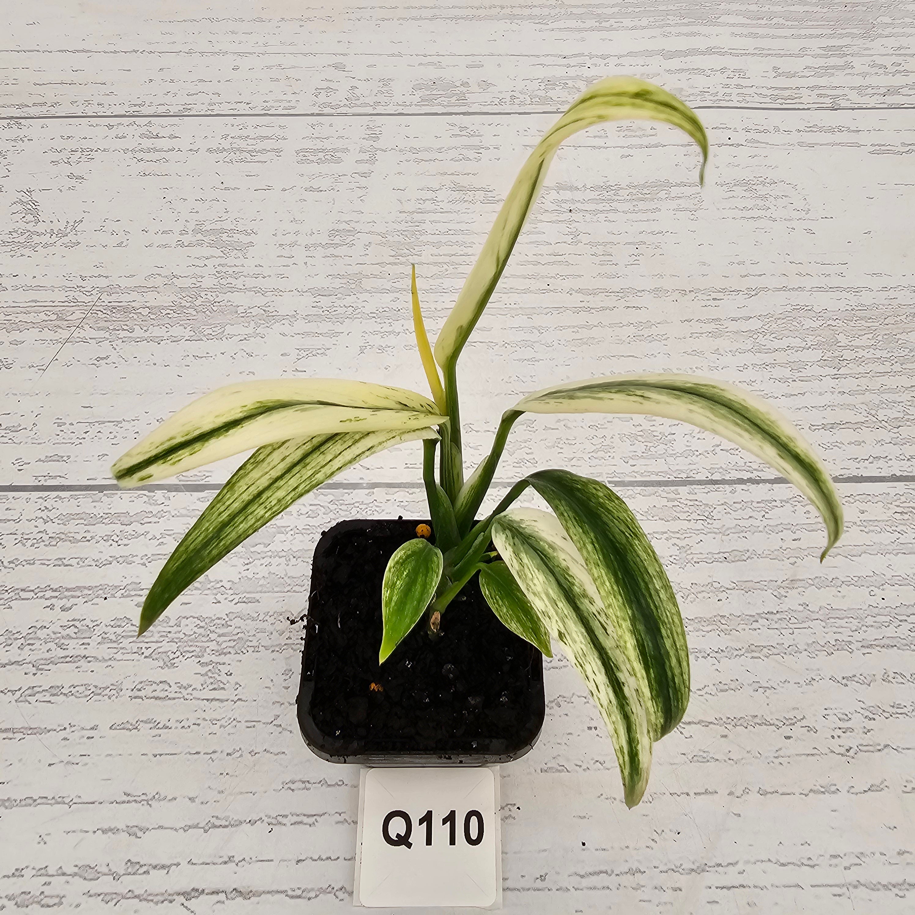 Epipremnum amplissimum variegata