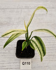 Epipremnum amplissimum variegata