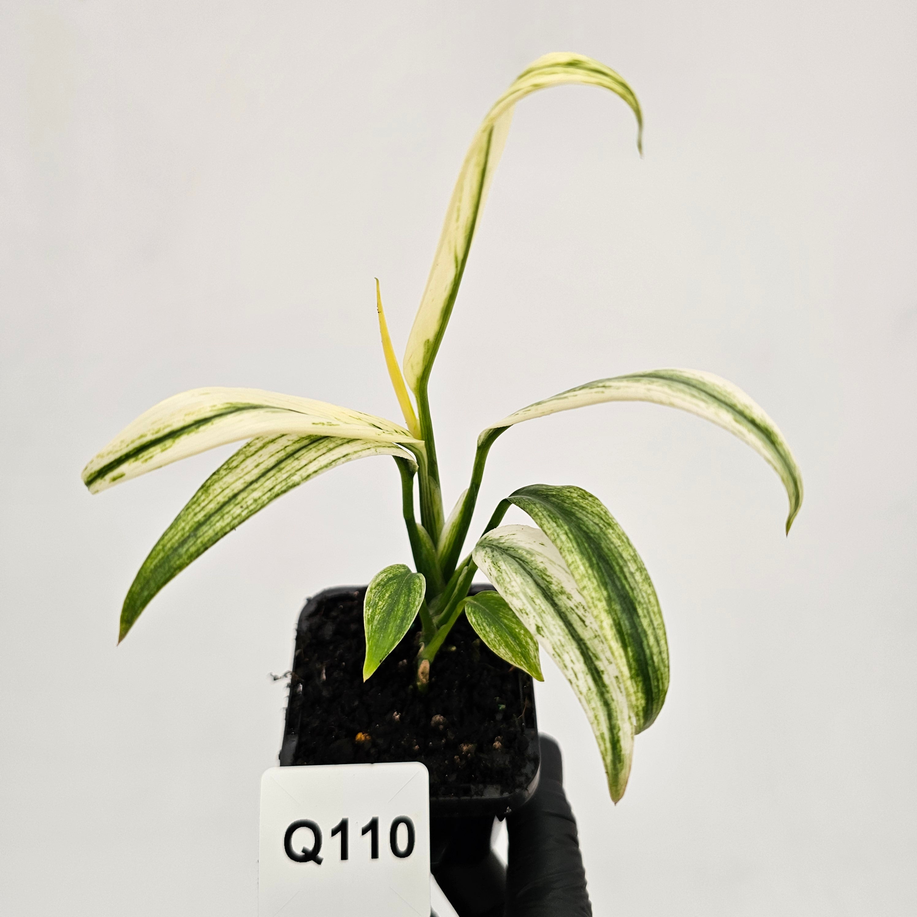 Epipremnum amplissimum variegata
