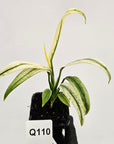 Epipremnum amplissimum variegata