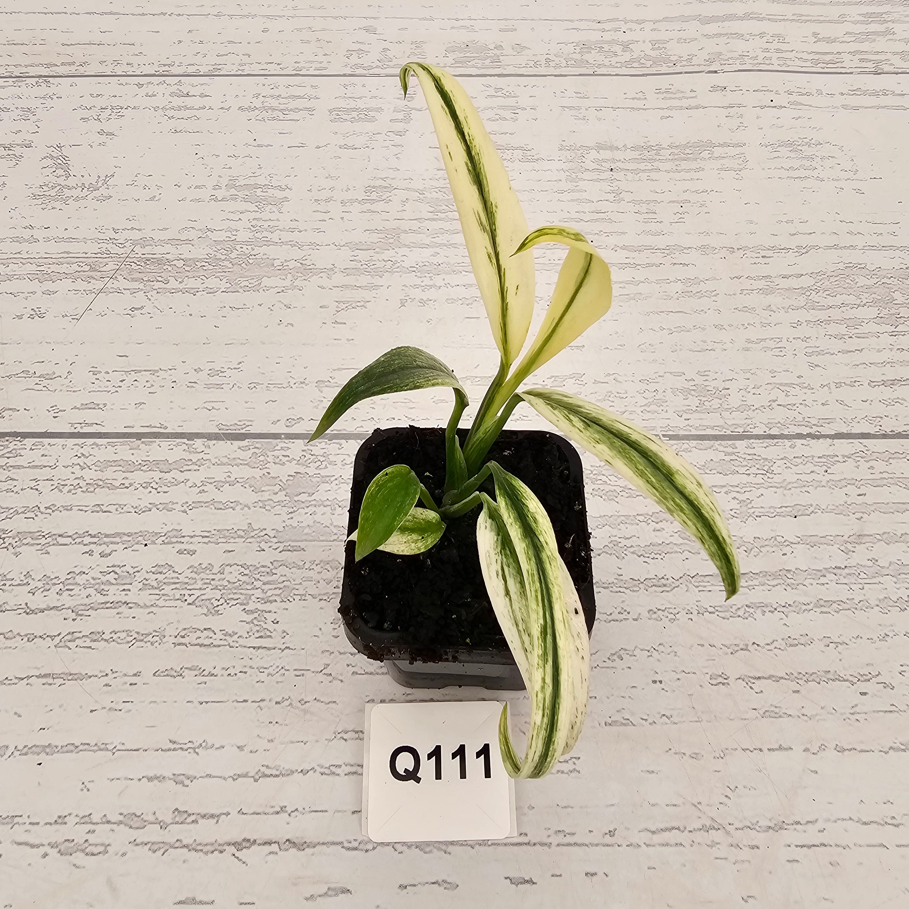 Epipremnum amplissimum variegata