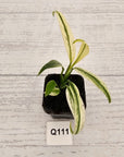 Epipremnum amplissimum variegata