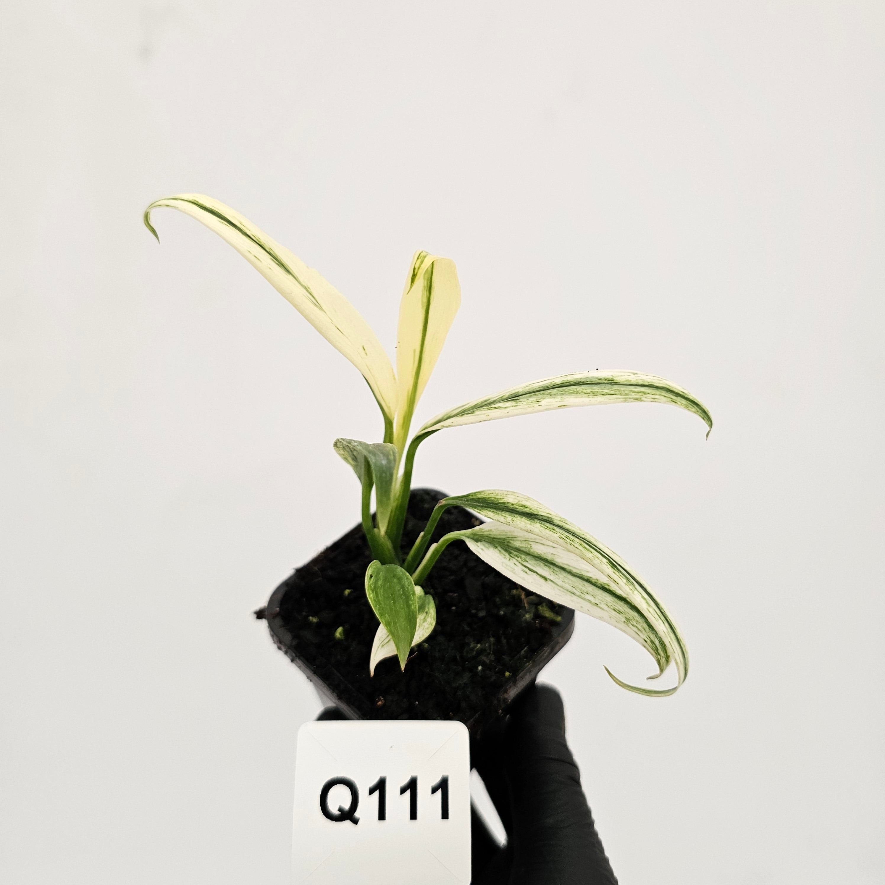 Epipremnum amplissimum variegata