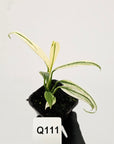Epipremnum amplissimum variegata