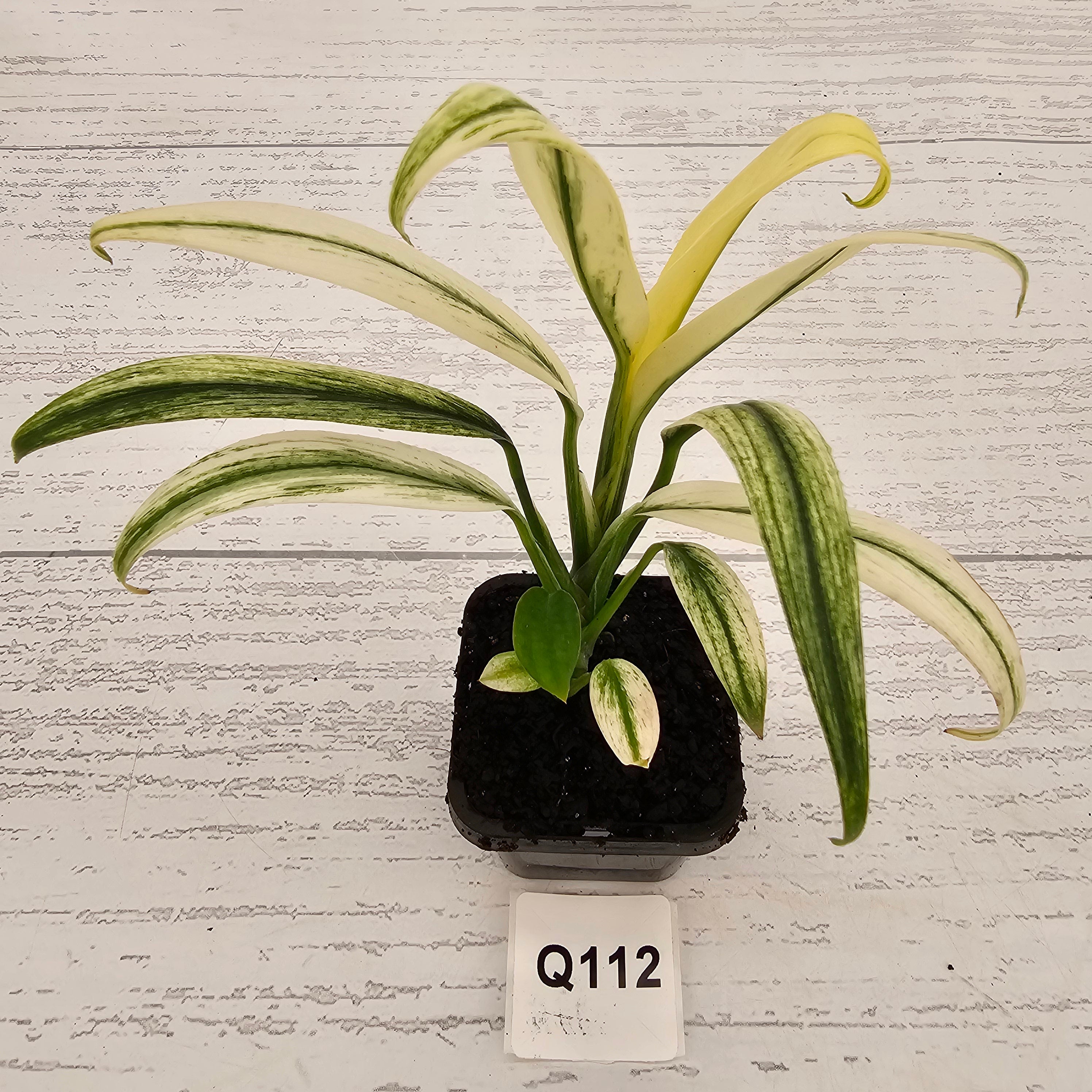Epipremnum amplissimum variegata