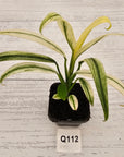 Epipremnum amplissimum variegata