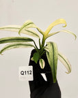 Epipremnum amplissimum variegata
