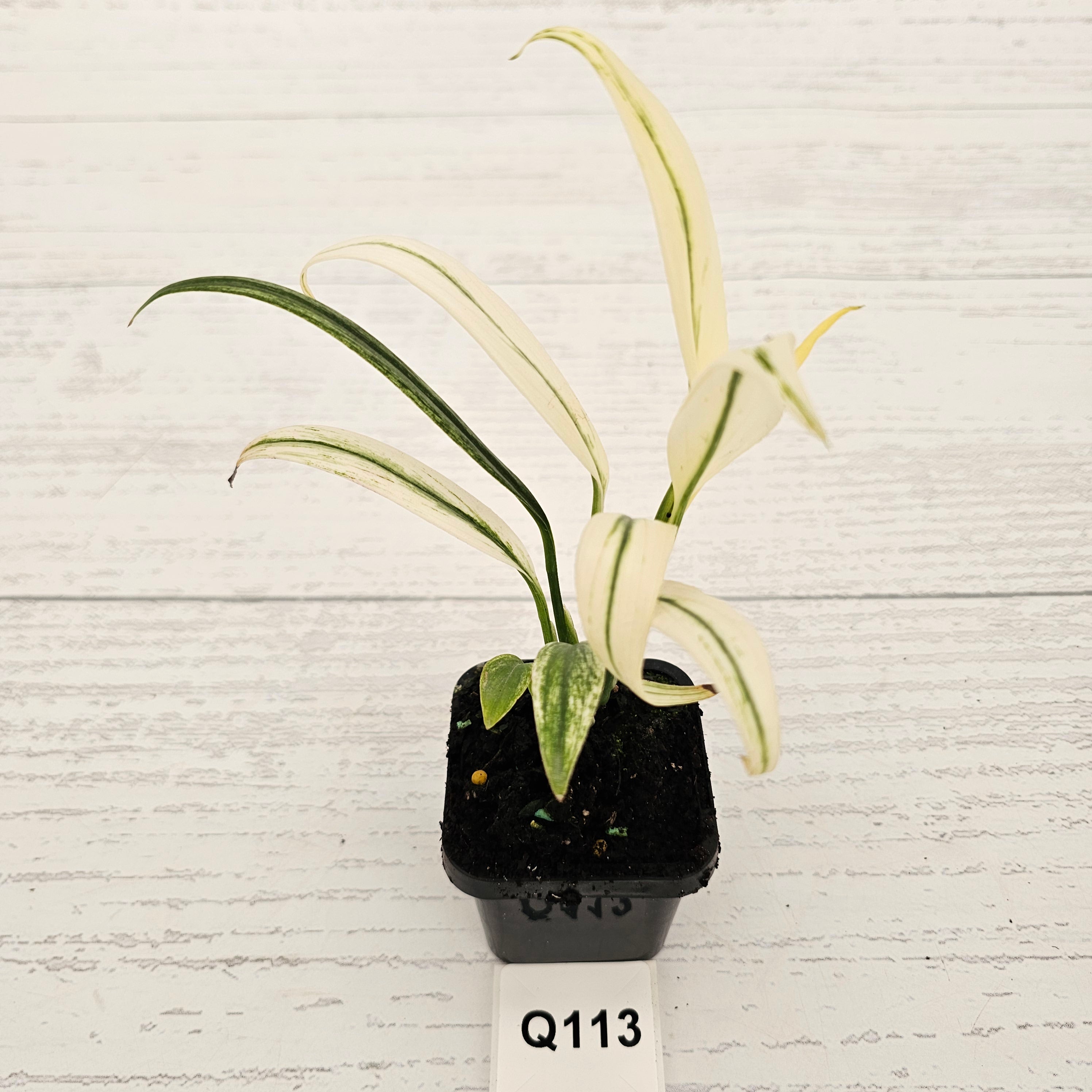 Epipremnum amplissimum variegata