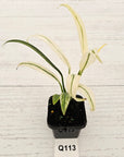 Epipremnum amplissimum variegata