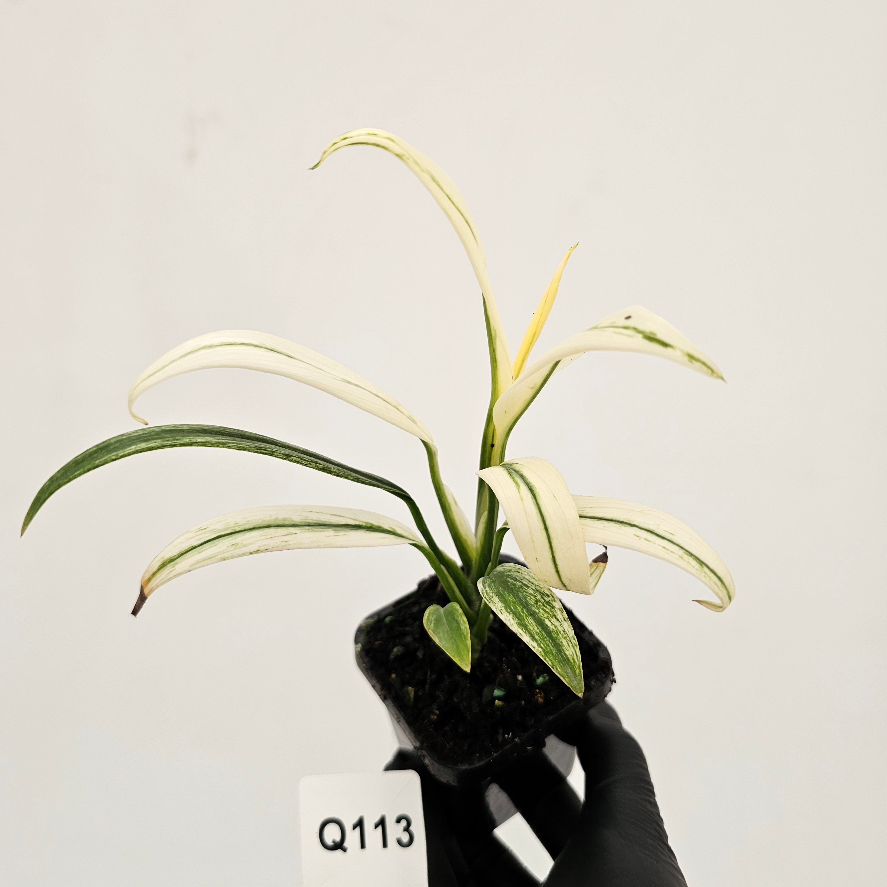 Epipremnum amplissimum variegata
