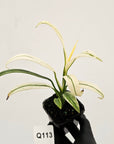 Epipremnum amplissimum variegata