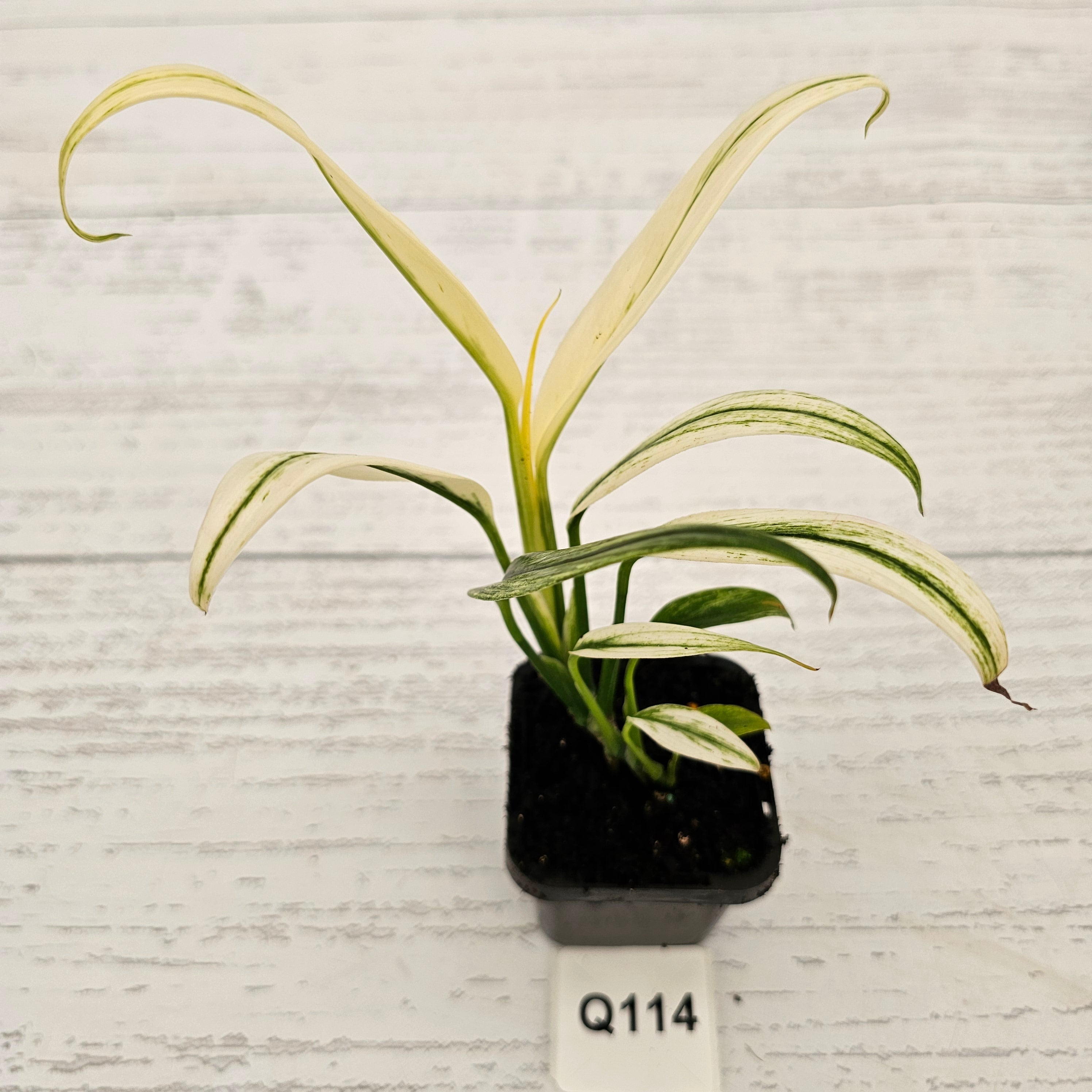 Epipremnum amplissimum variegata