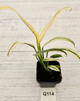 Epipremnum amplissimum variegata