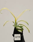 Epipremnum amplissimum variegata