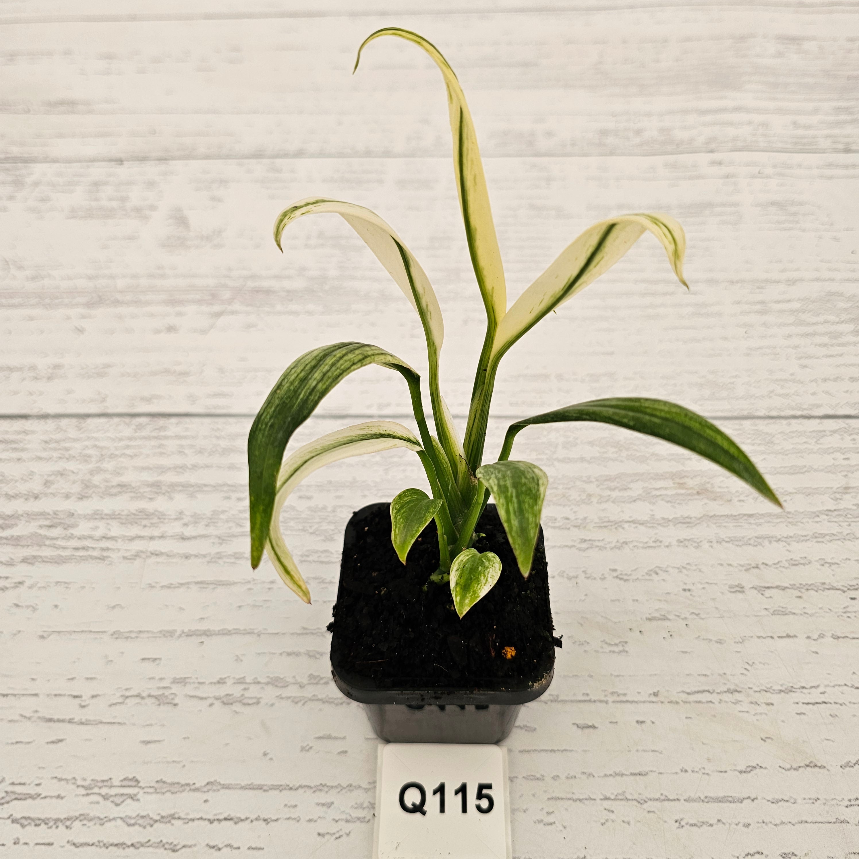Epipremnum amplissimum variegata