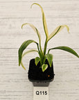 Epipremnum amplissimum variegata