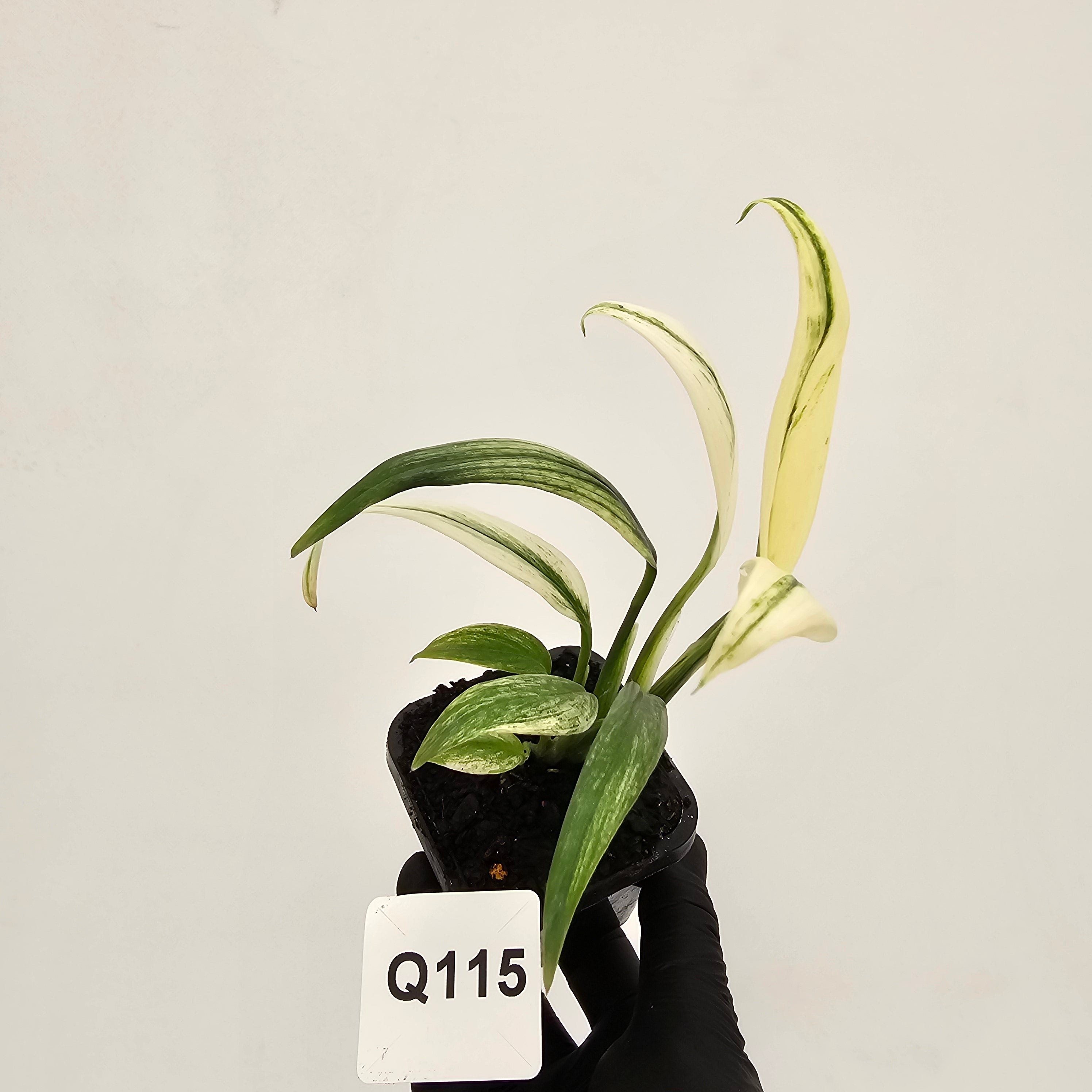 Epipremnum amplissimum variegata