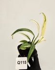Epipremnum amplissimum variegata