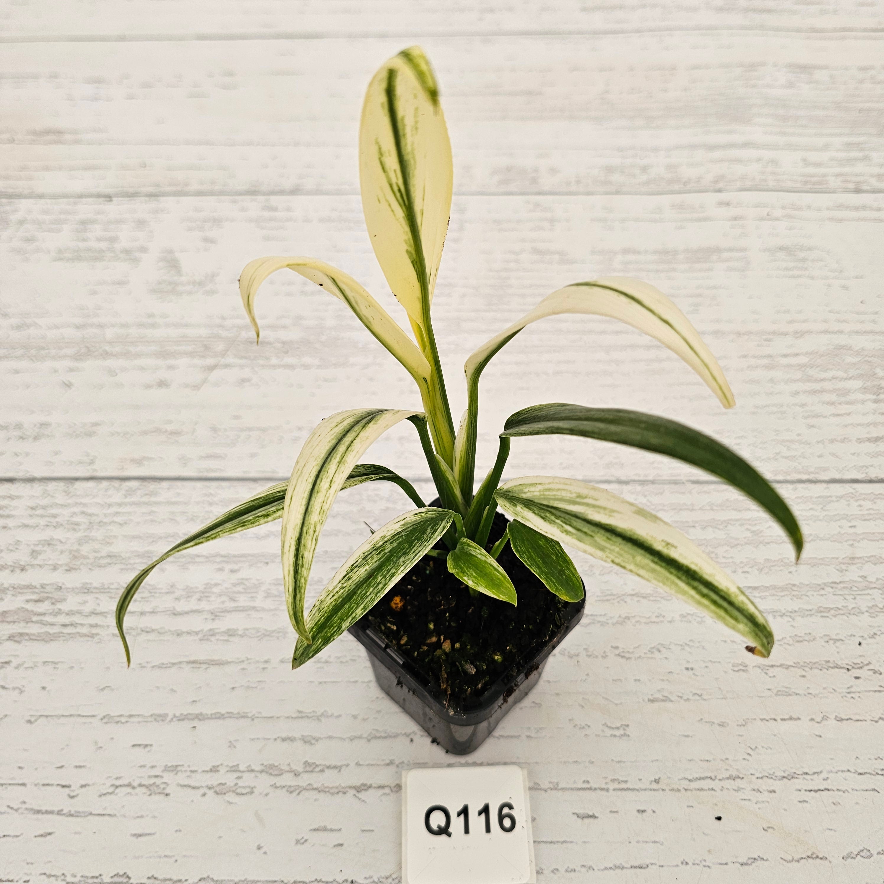 Epipremnum amplissimum variegata