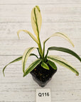 Epipremnum amplissimum variegata