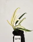 Epipremnum amplissimum variegata