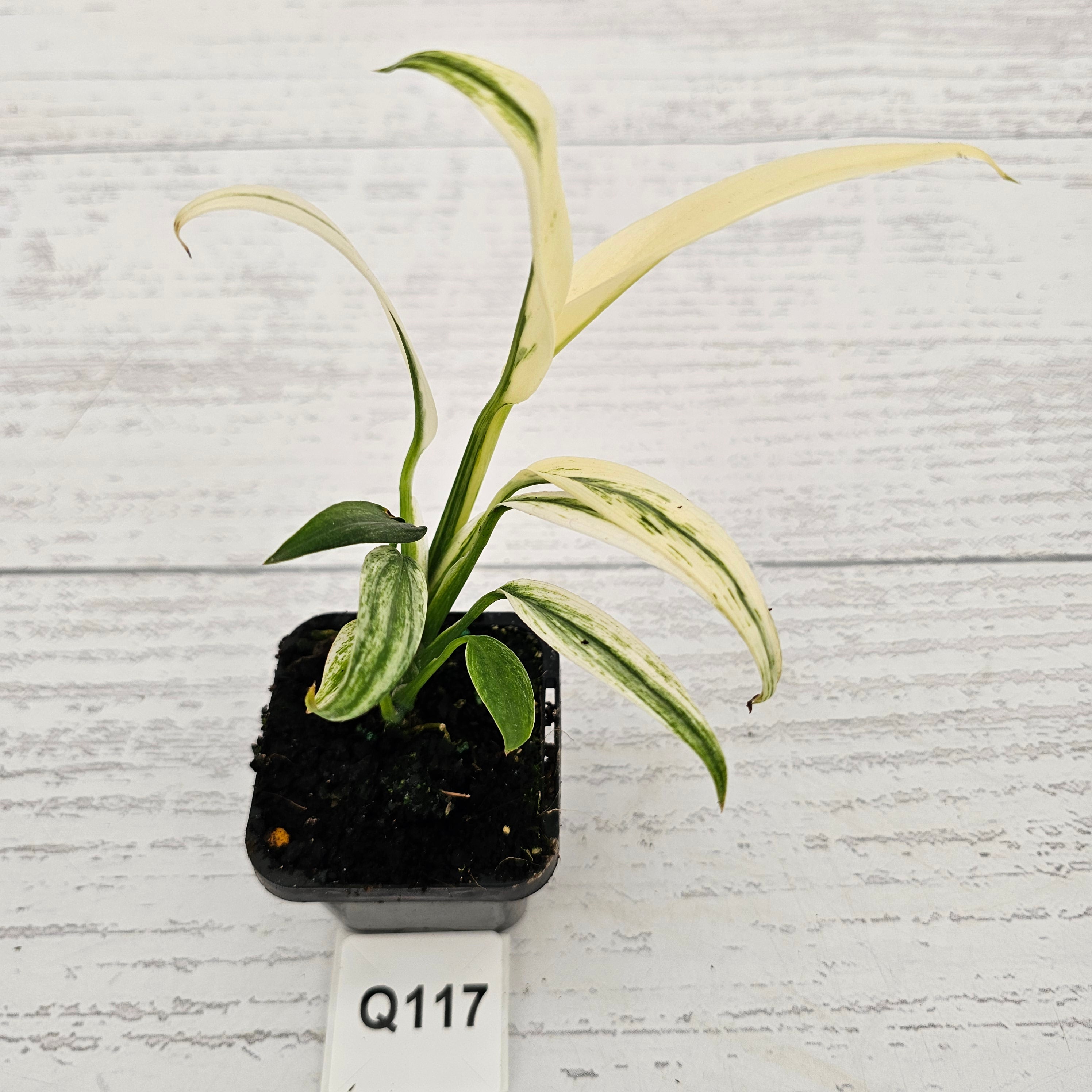 Epipremnum amplissimum variegata