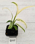 Epipremnum amplissimum variegata