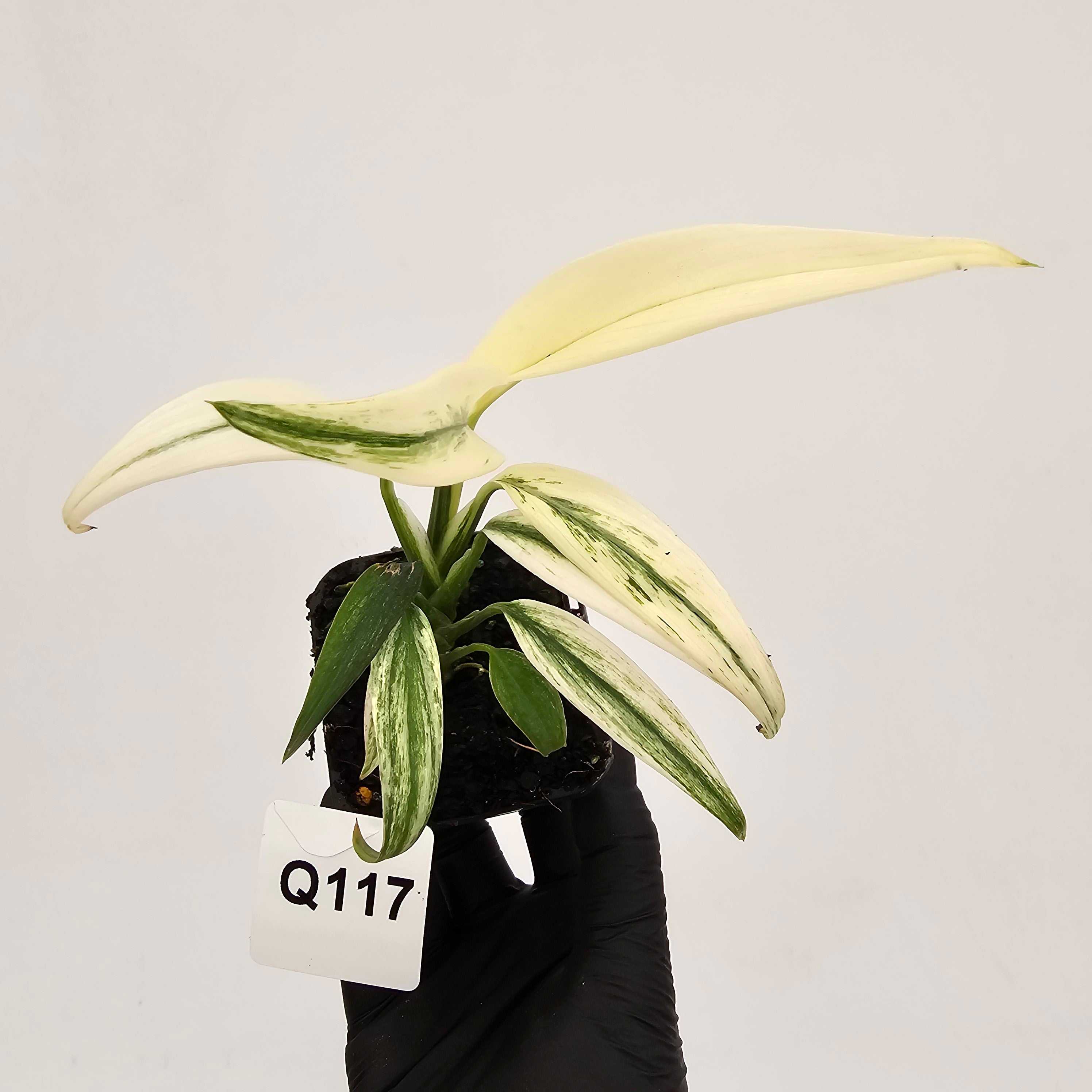 Epipremnum amplissimum variegata