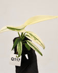 Epipremnum amplissimum variegata