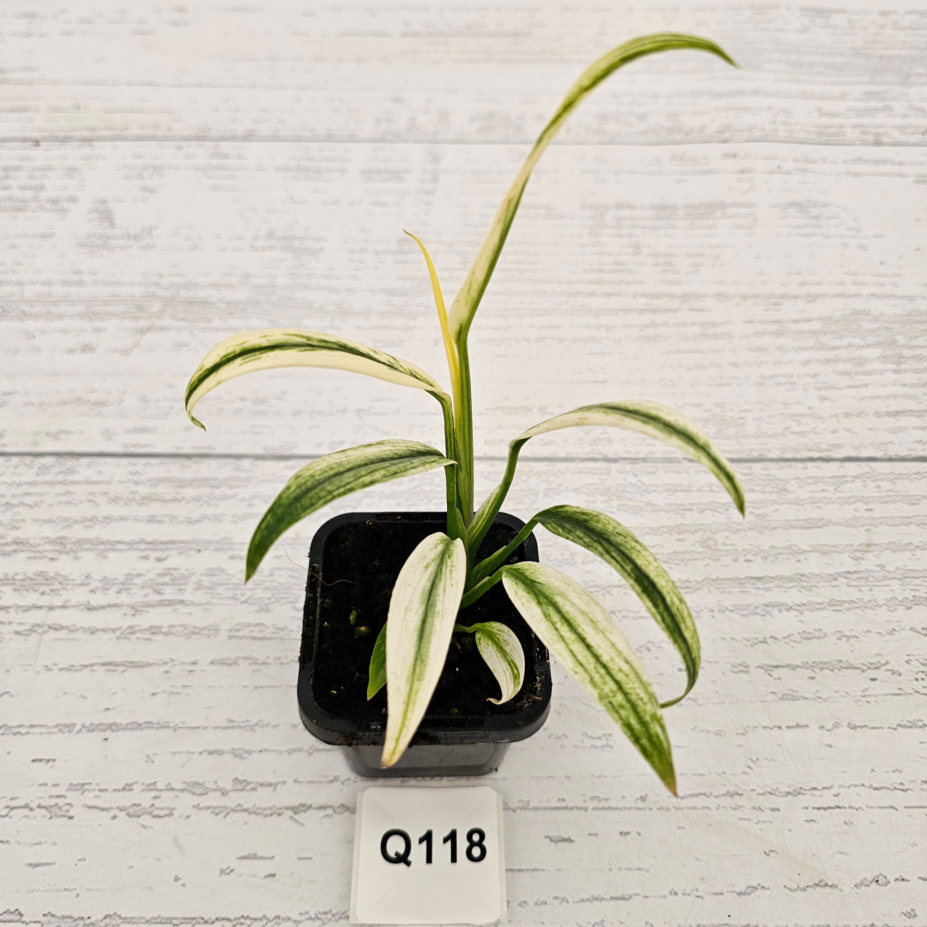 Epipremnum amplissimum variegata