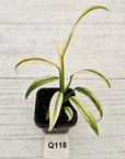 Epipremnum amplissimum variegata