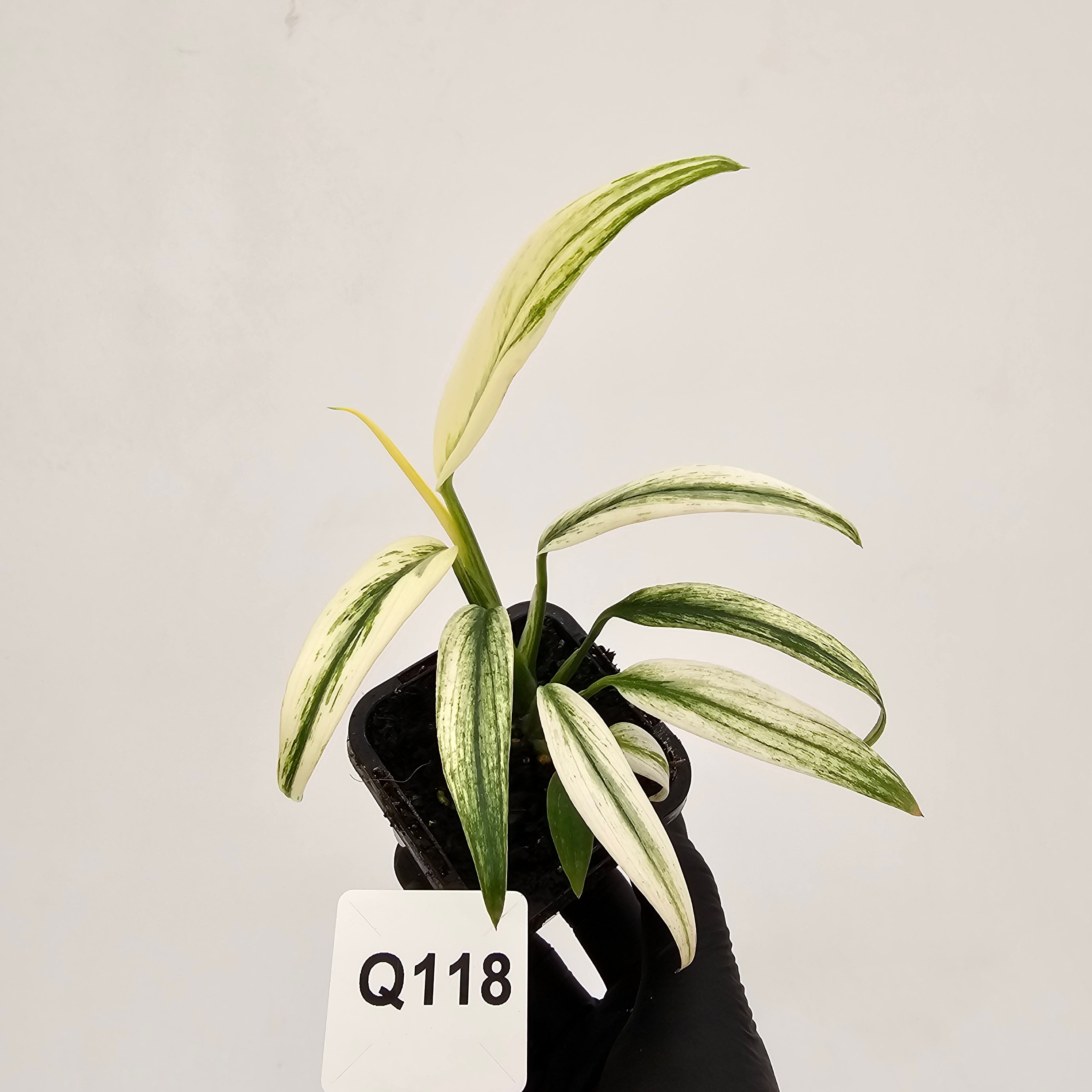 Epipremnum amplissimum variegata