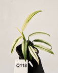 Epipremnum amplissimum variegata