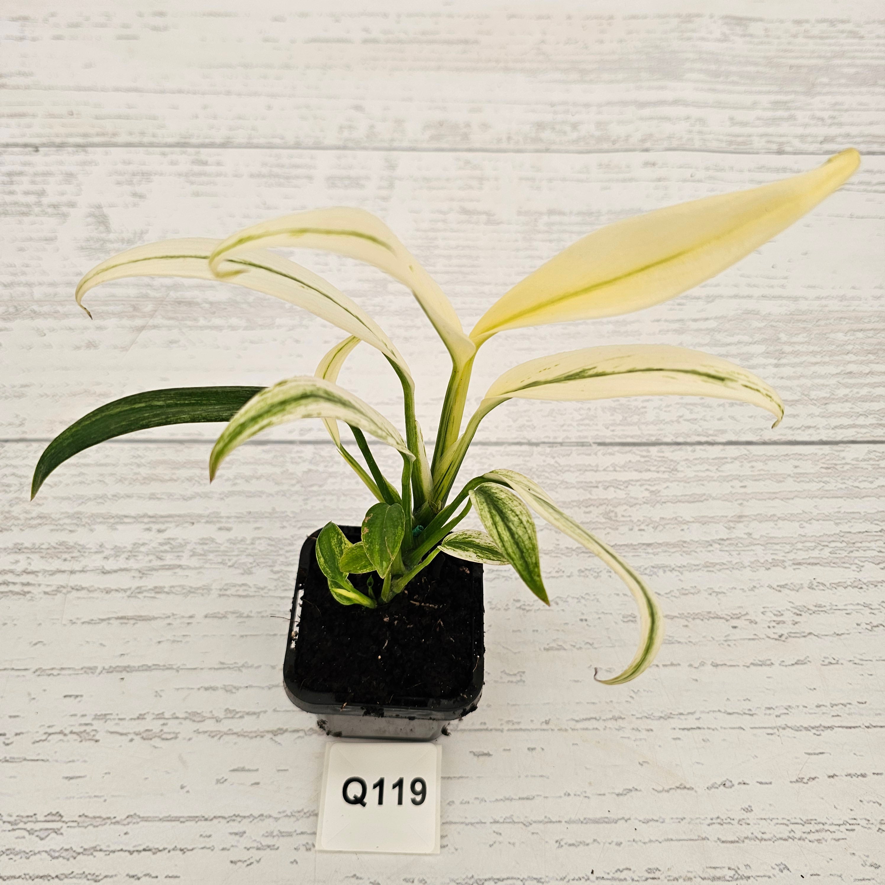 Epipremnum amplissimum variegata