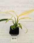 Epipremnum amplissimum variegata