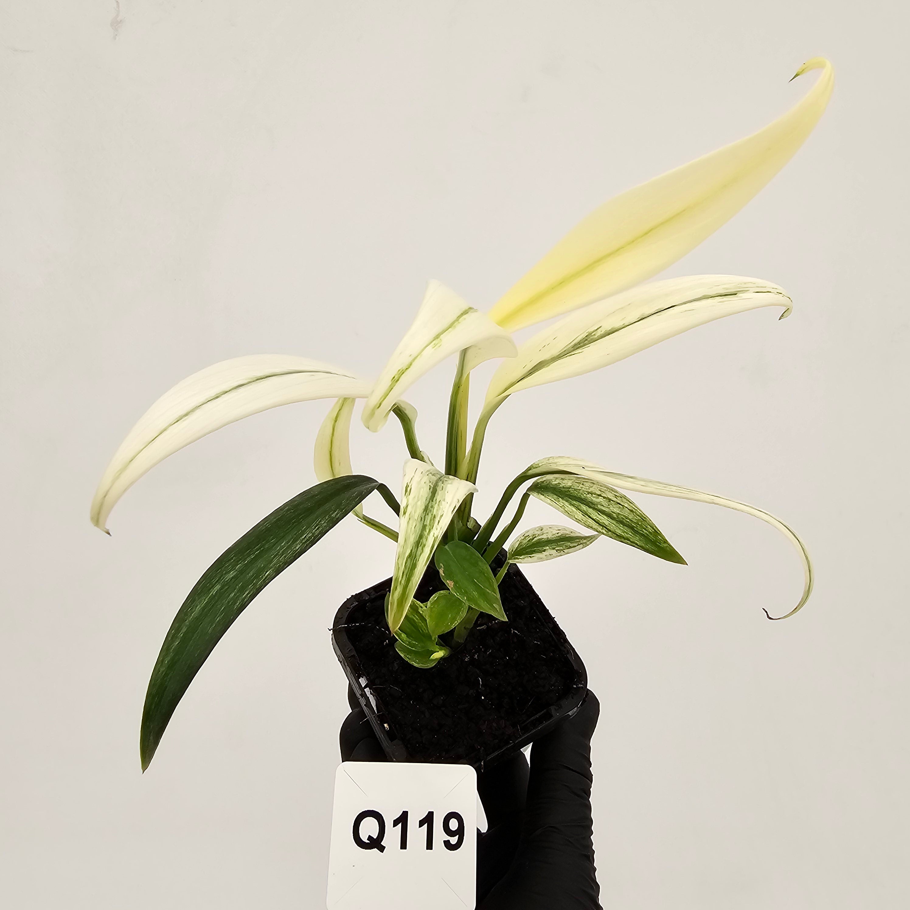 Epipremnum amplissimum variegata