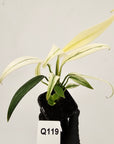 Epipremnum amplissimum variegata