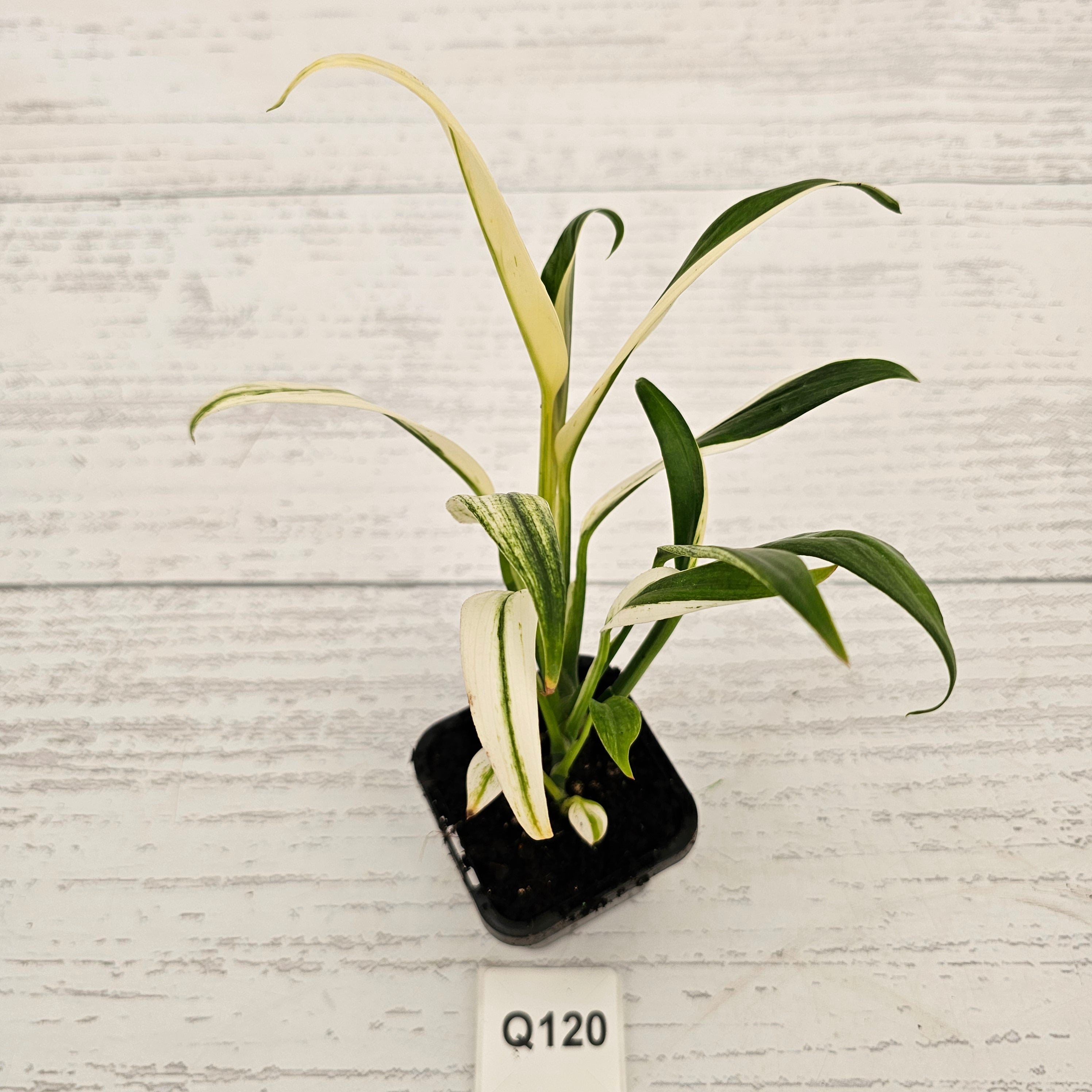 Epipremnum amplissimum variegata