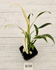 Epipremnum amplissimum variegata
