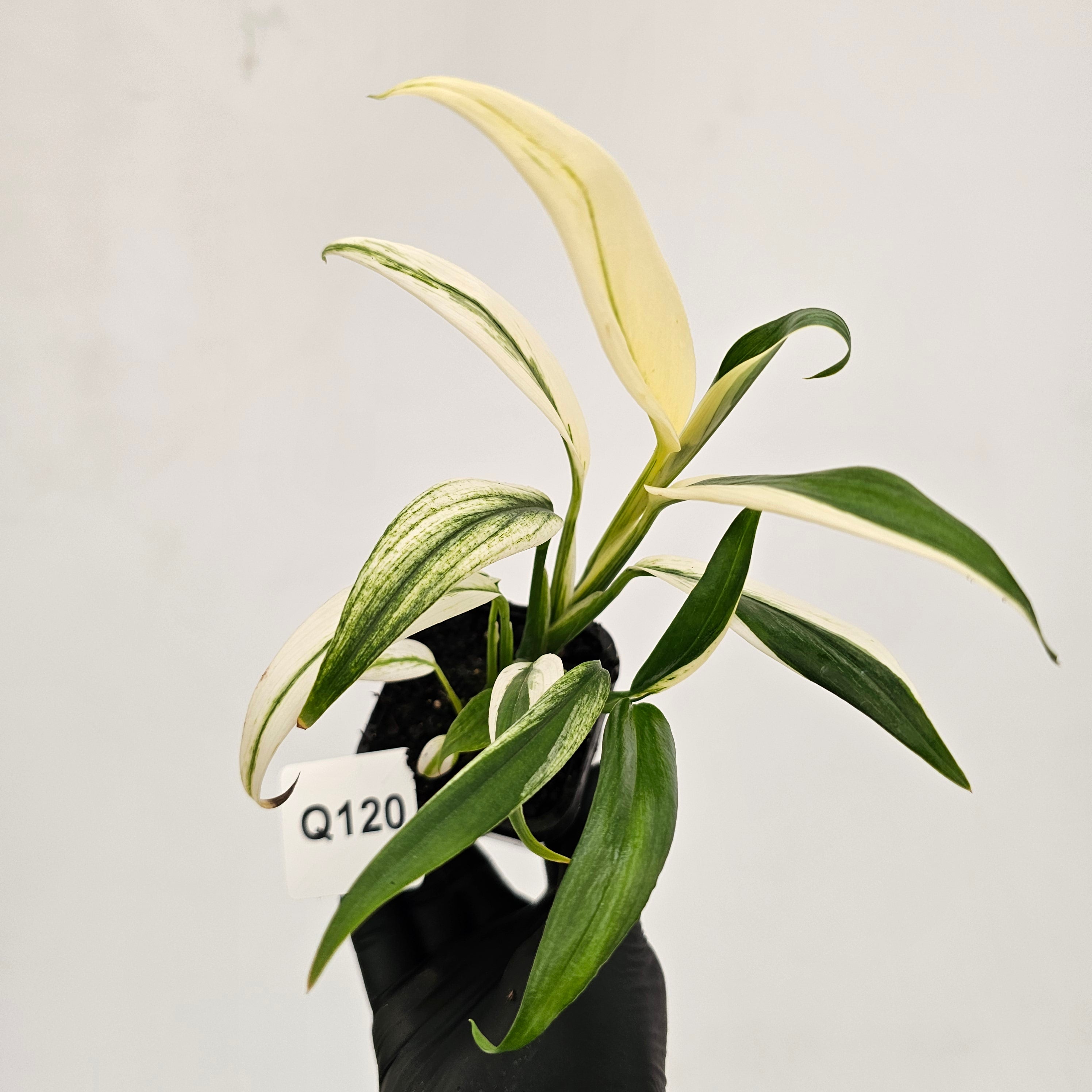 Epipremnum amplissimum variegata