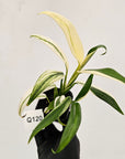 Epipremnum amplissimum variegata