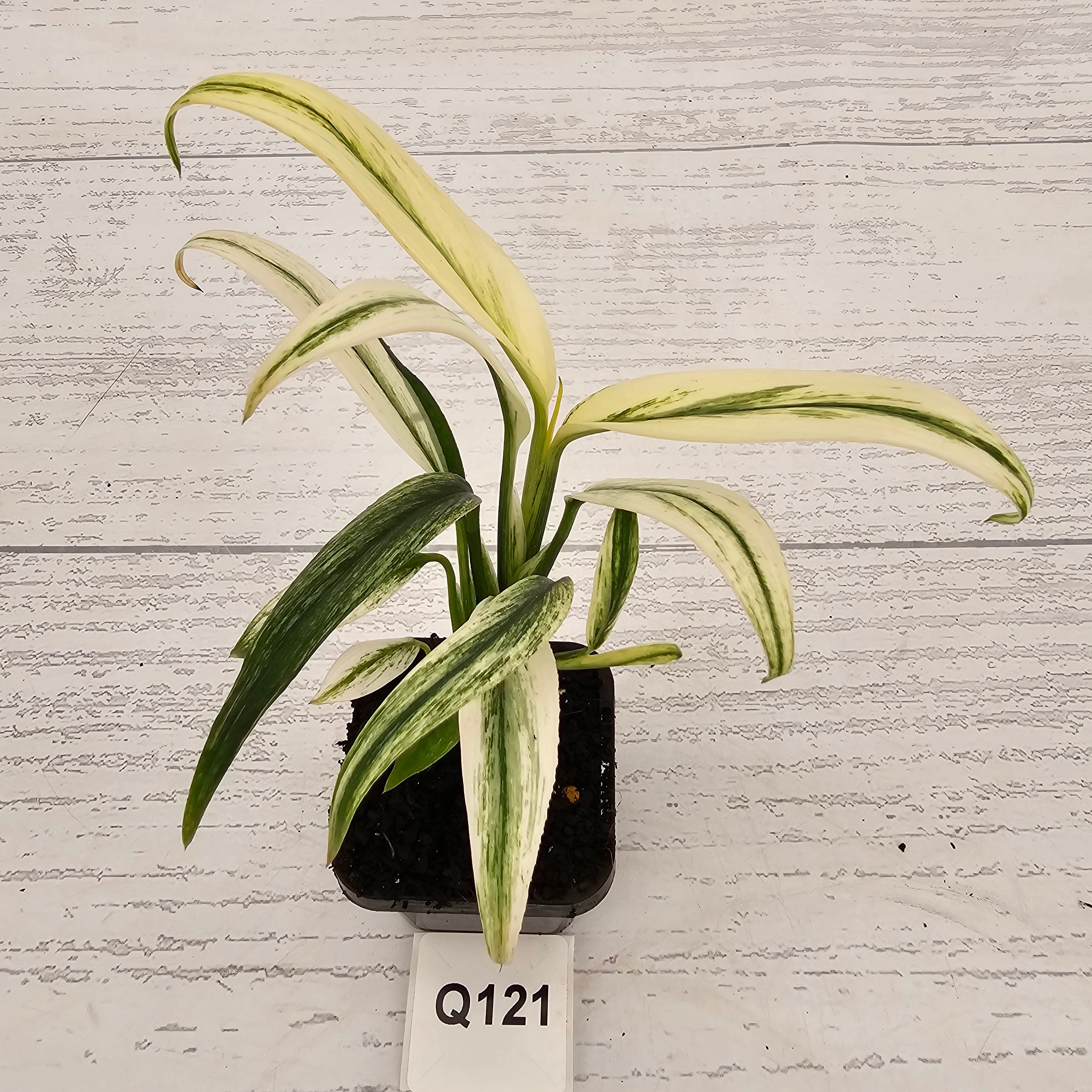 Epipremnum amplissimum variegata