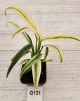 Epipremnum amplissimum variegata