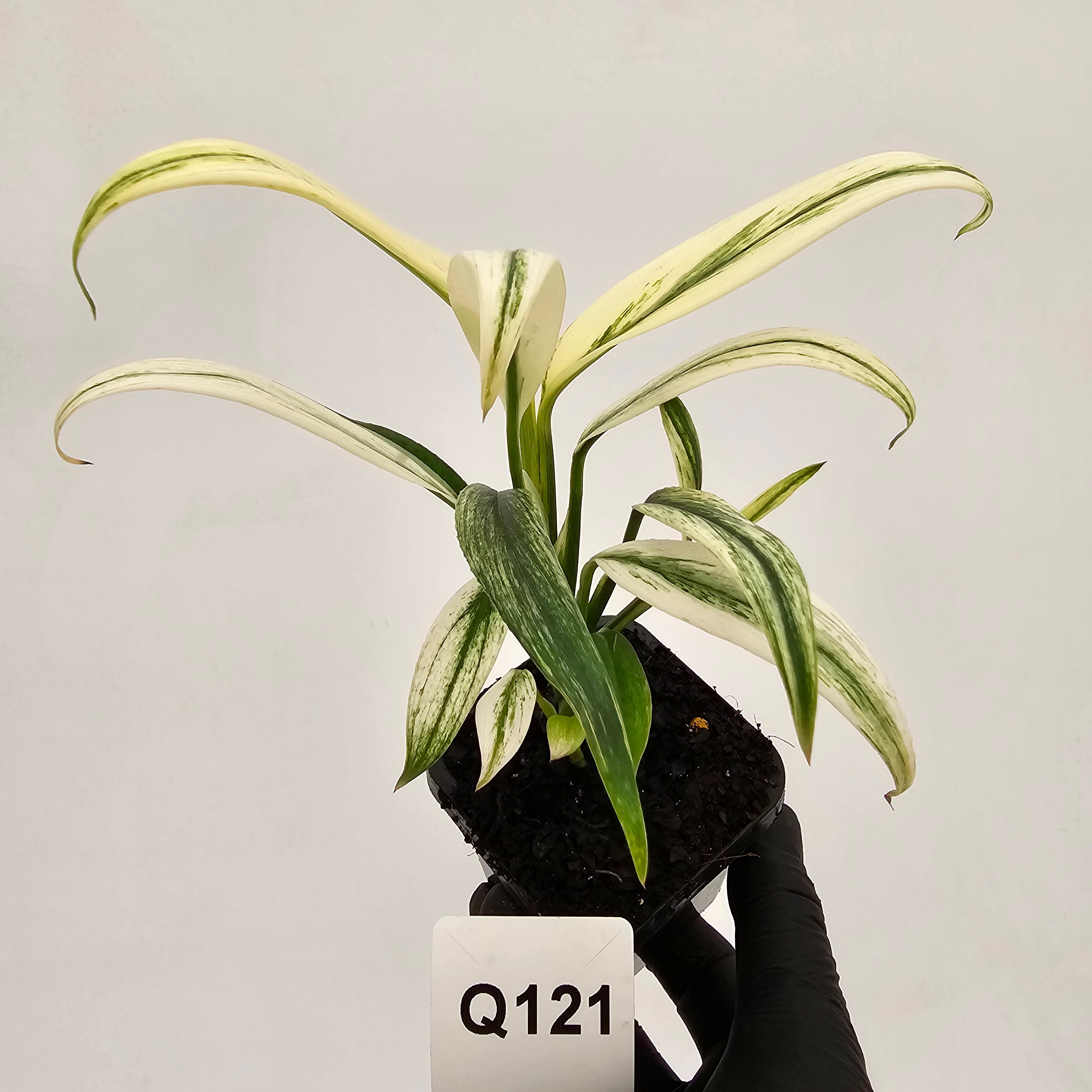 Epipremnum amplissimum variegata