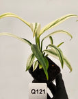 Epipremnum amplissimum variegata