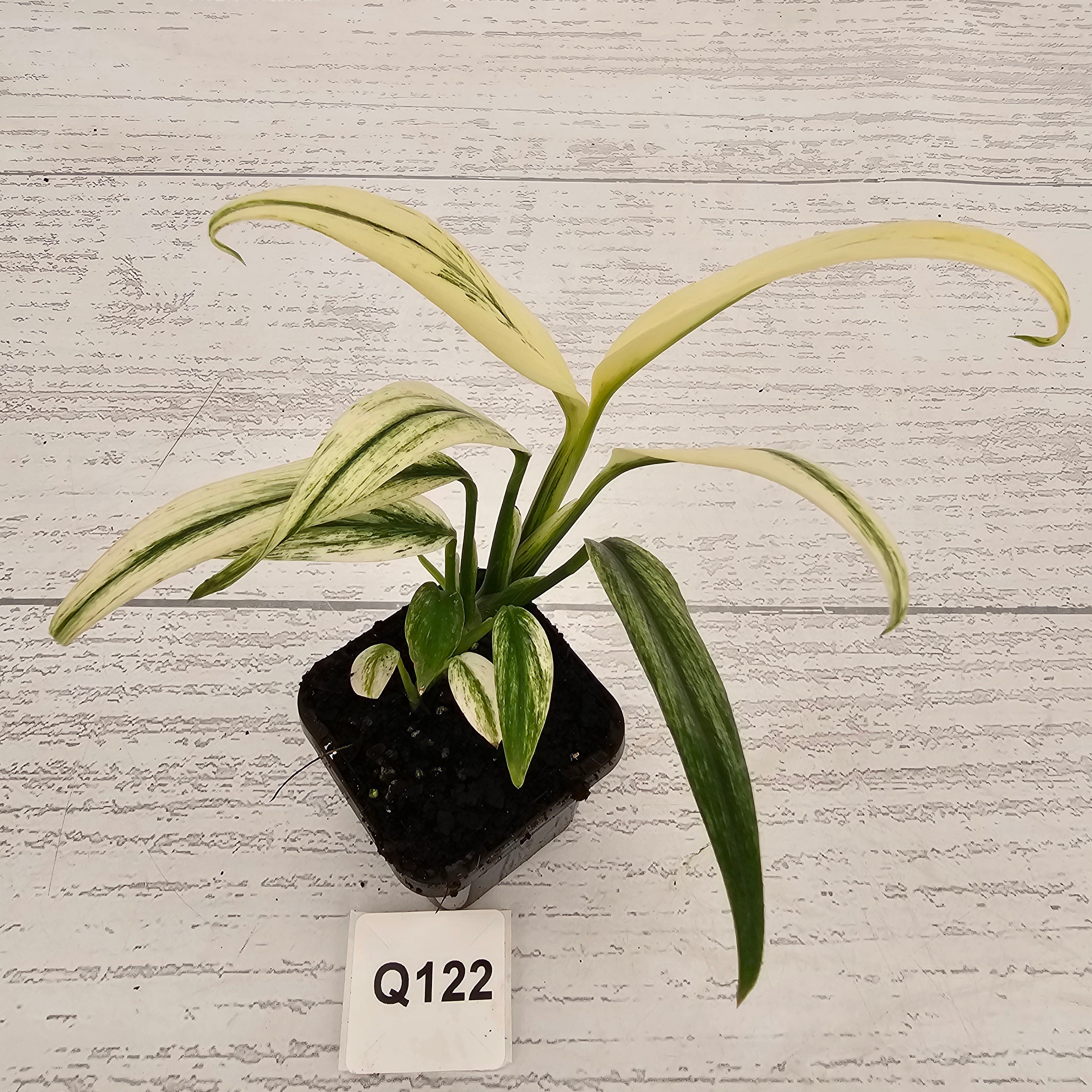 Epipremnum amplissimum variegata